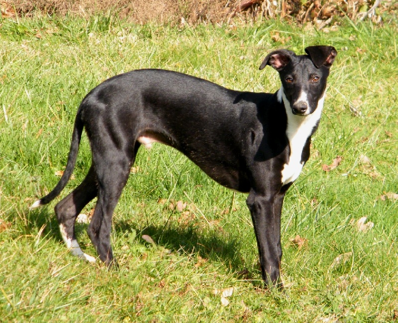 chien whippet noir et blanc