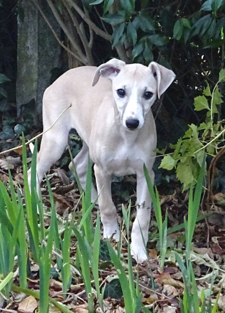 Charlotina's - Chiot disponible  - Whippet