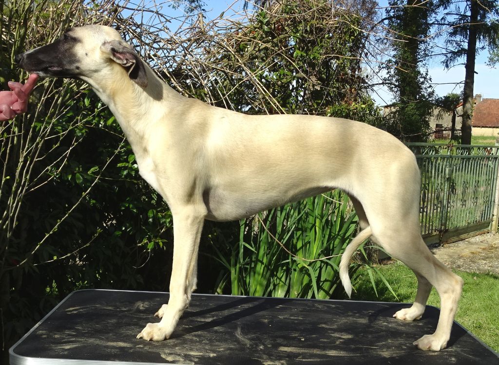 Charlotina's - Chiot disponible  - Whippet
