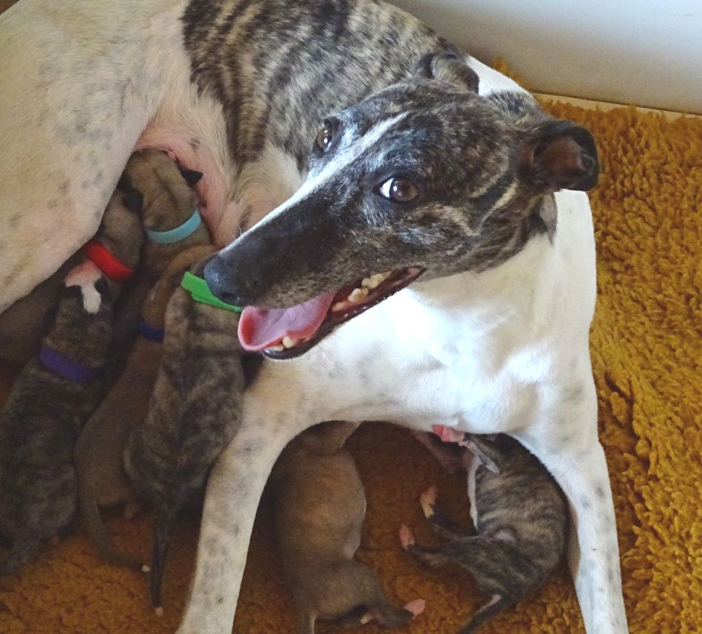 Charlotina's - Whippet - Portée née le 05/08/2019