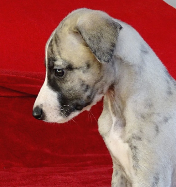 Charlotina's - Whippet - Portée née le 17/09/2016
