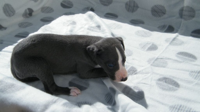 Charlotina's - Whippet - Portée née le 25/07/2016