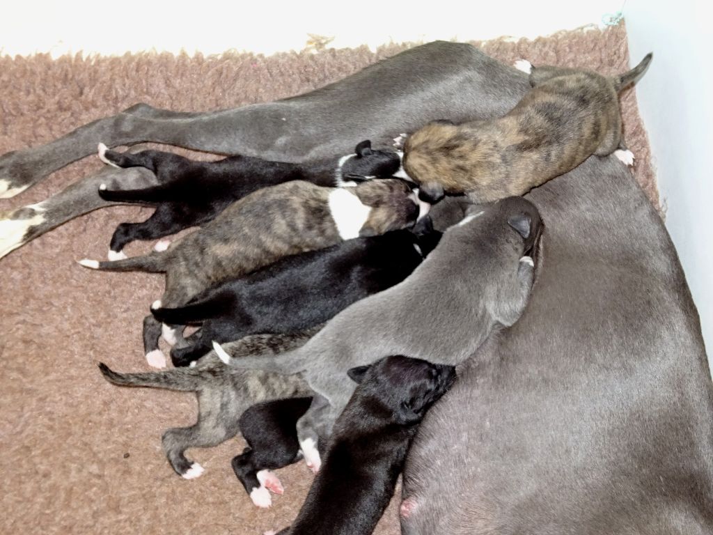 Chiot Whippet Charlotina's