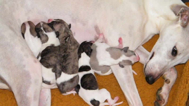 Charlotina's - Whippet - Portée née le 28/02/2016