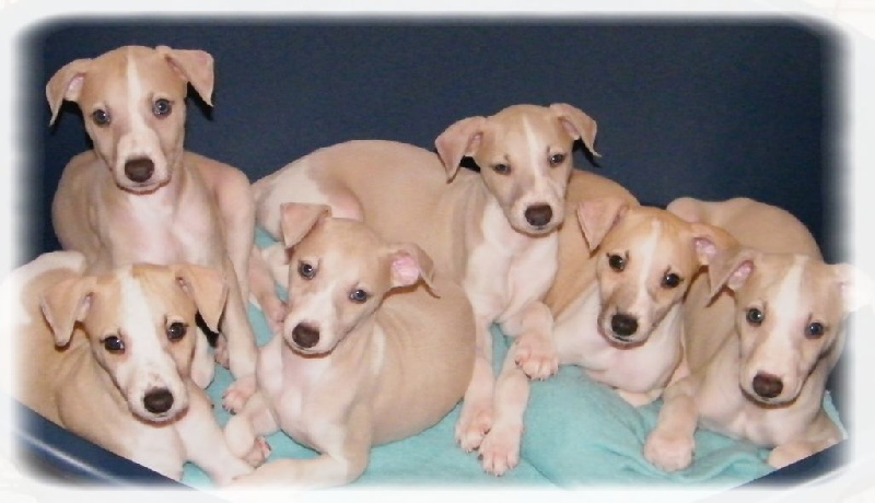 Charlotina's - Whippet - Portée née le 20/10/2014