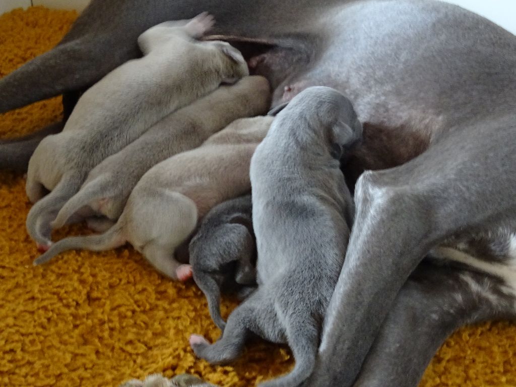 Chiot Whippet Charlotina's