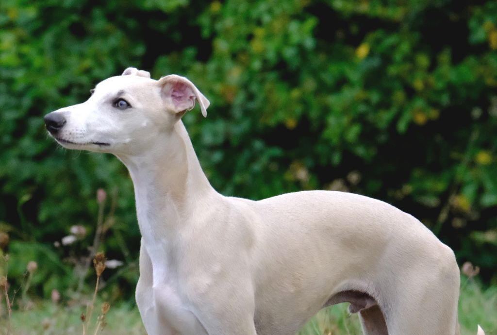 Charlotina's - Whippet - Portée née le 02/05/2022