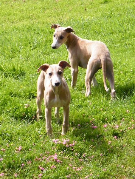 Charlotina's - Whippet - Portée née le 16/05/2014