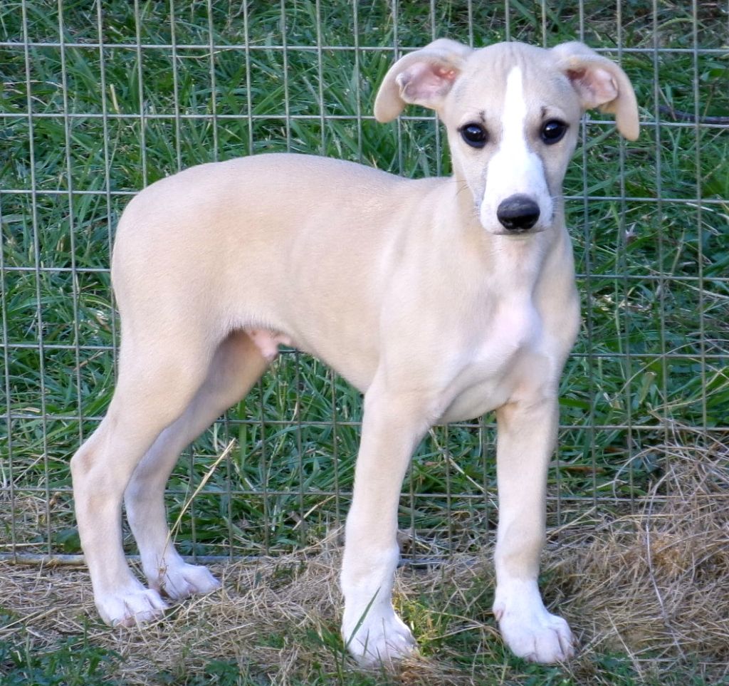 Charlotina's - Chiots disponibles - Whippet