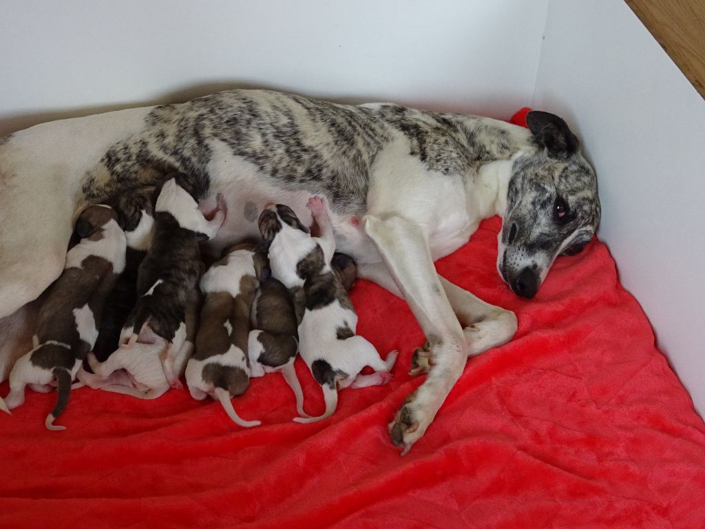 Charlotina's - Whippet - Portée née le 20/05/2017