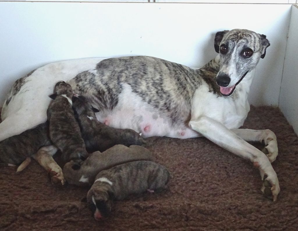 Charlotina's - Whippet - Portée née le 11/09/2020