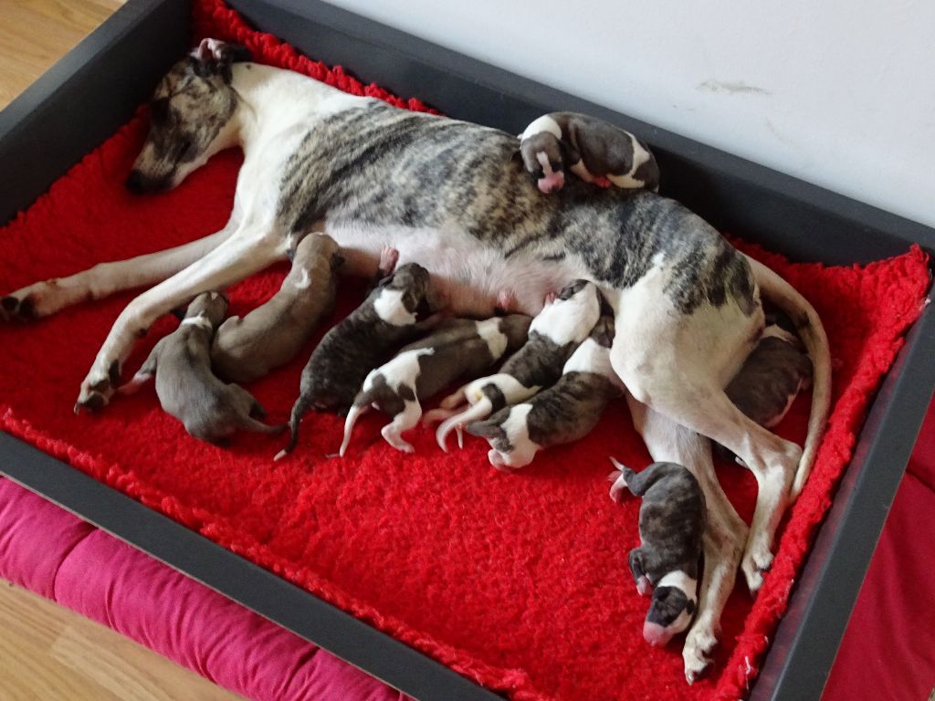 Charlotina's - Whippet - Portée née le 12/07/2018