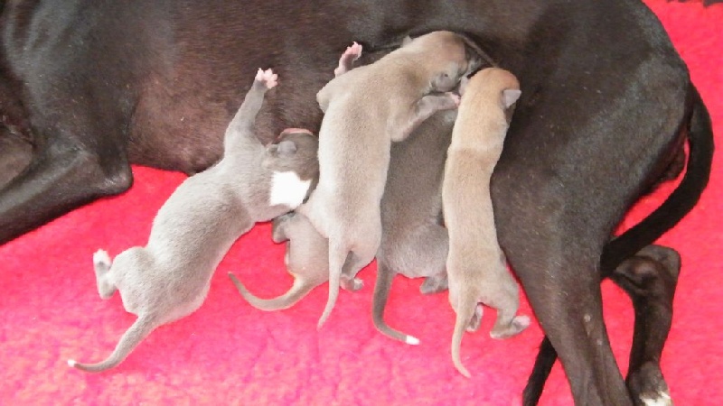 Charlotina's - Whippet - Portée née le 11/06/2015