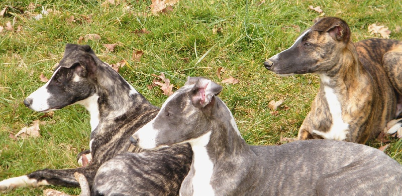 Charlotina's - Whippet - Portée née le 19/09/2010