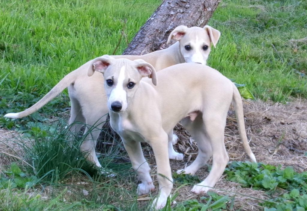 Charlotina's - Whippet - Portée née le 09/08/2025