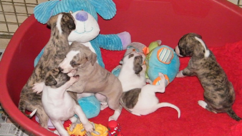 Charlotina's - Whippet - Portée née le 25/08/2015
