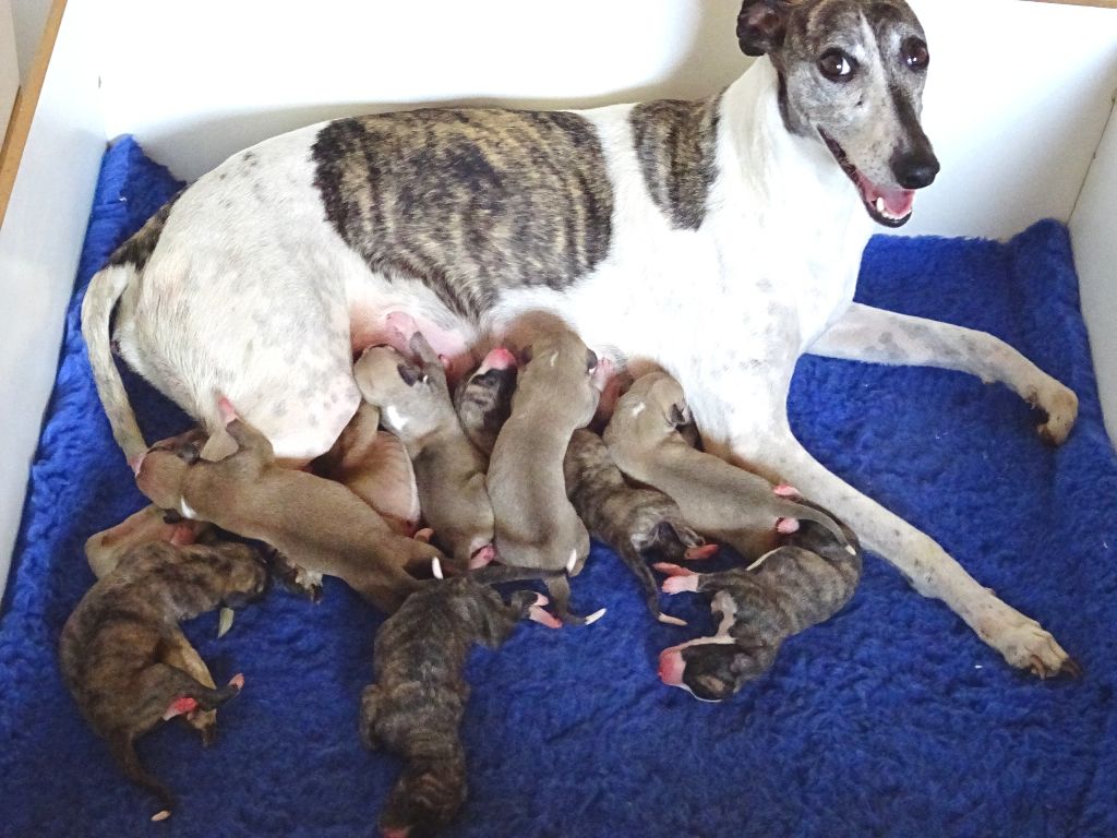 Charlotina's - Whippet - Portée née le 29/08/2021